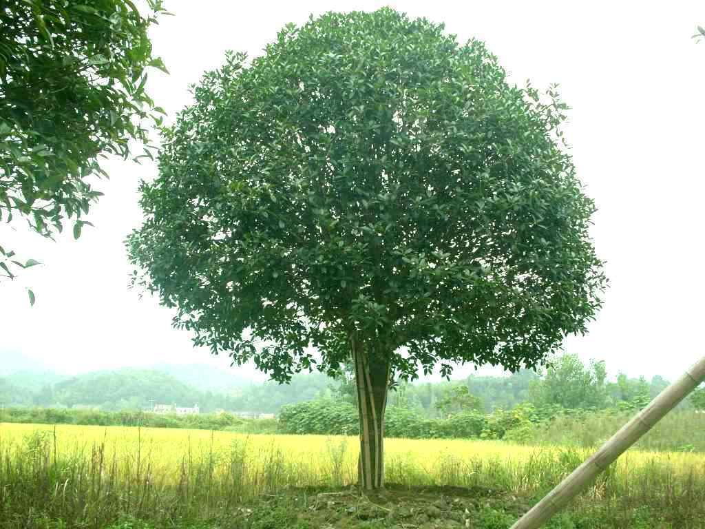 槲树