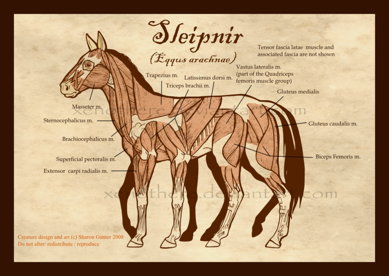 史莱普尼尔（Sleipnir）