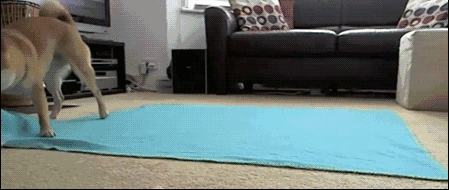 a8b5a9b67486716021ae5c8b4d82d626.gif